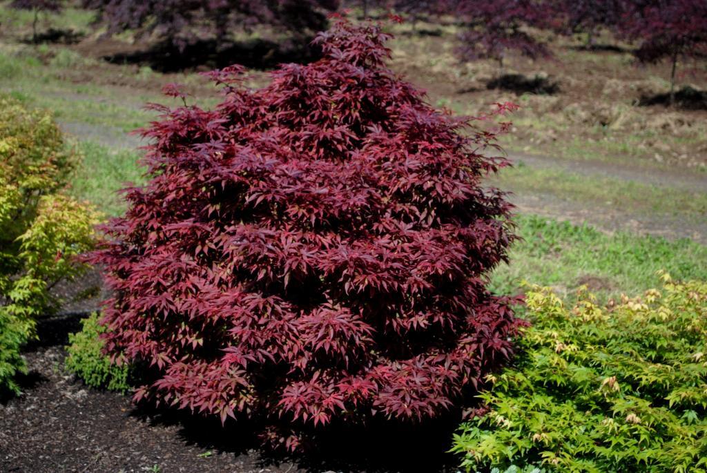 Acer palmatum 'Brandt's Dwarf'