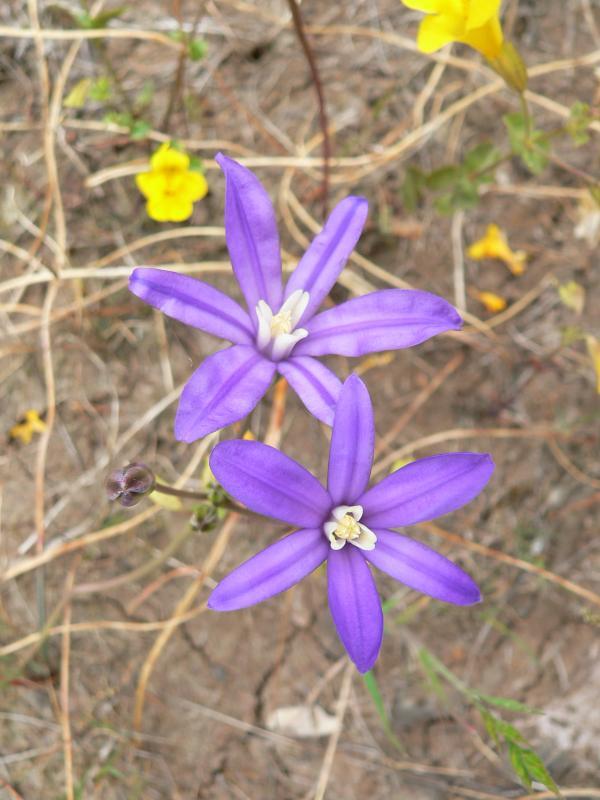 Brodiaea coronaria