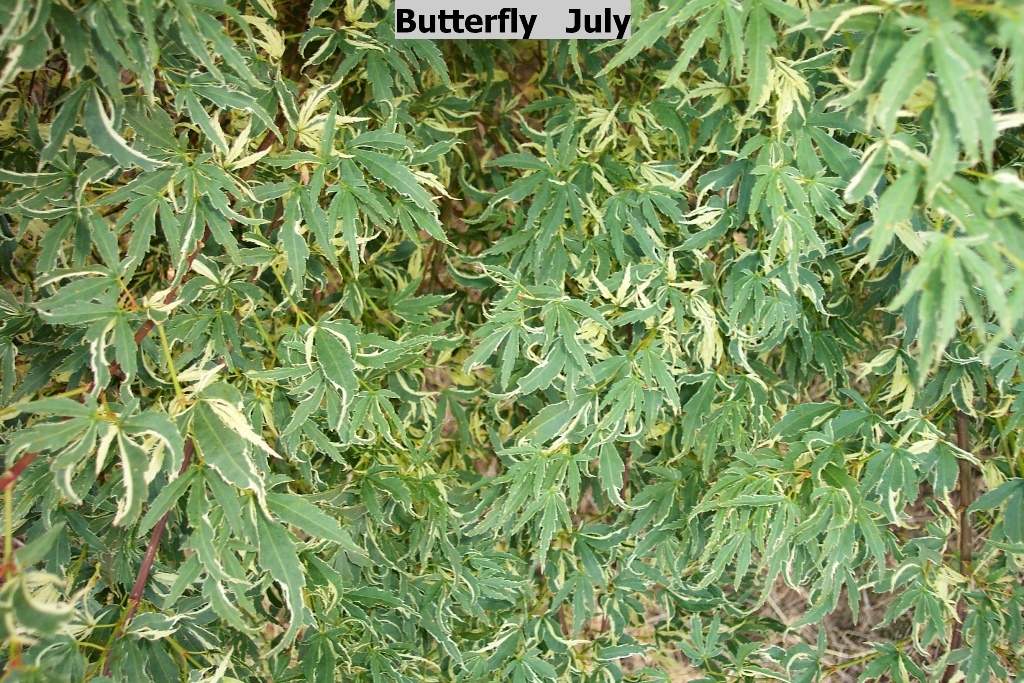 Acer palmatum 'Butterfly'