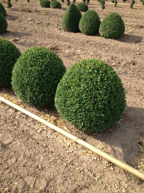 Buxus x 'Green Mountain' Globe