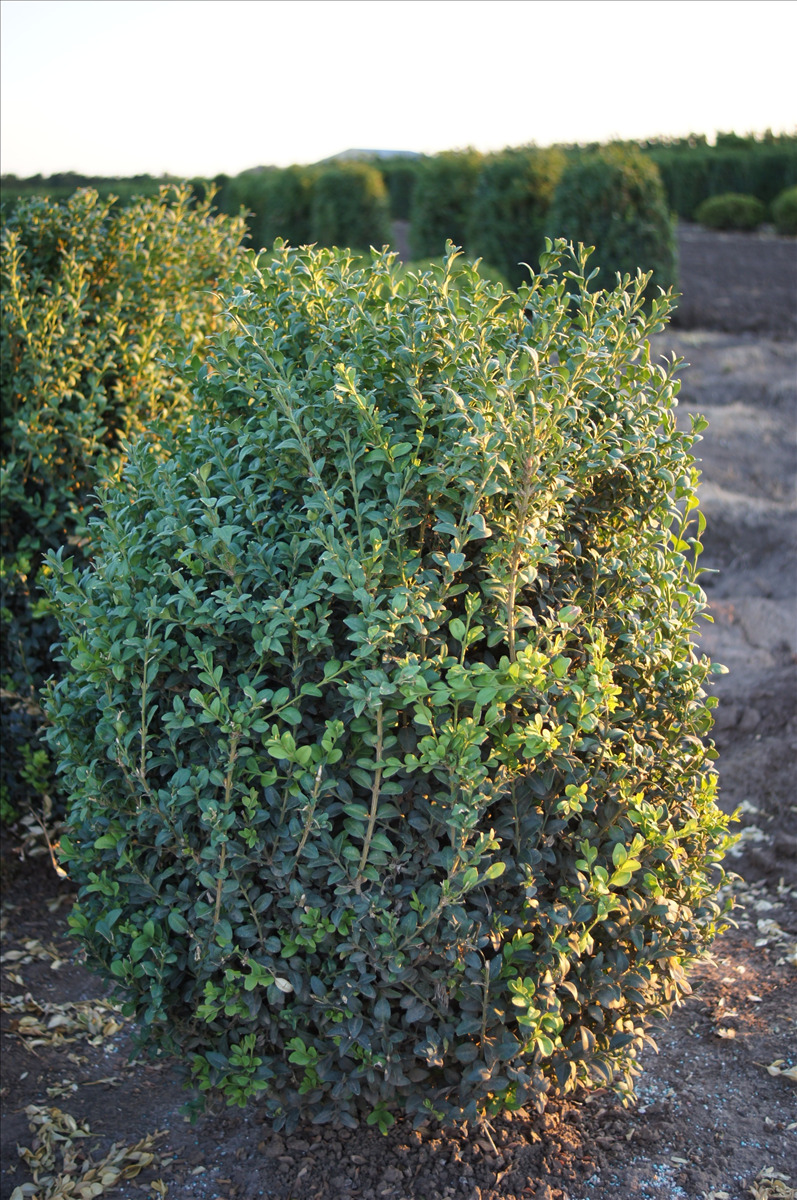 Buxus microphylla 'Julia Jane'
