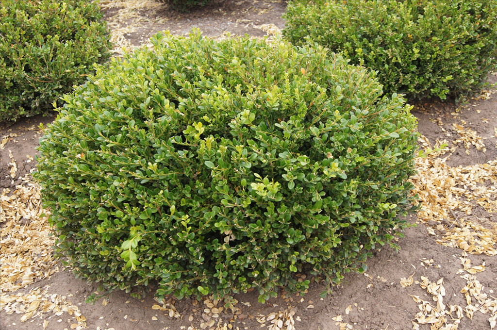Buxus microphylla 'Winter Gem'