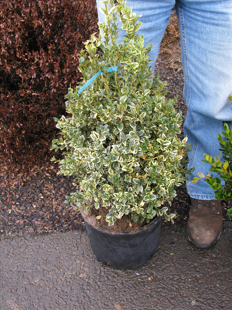 Buxus sempervirens 'Variegata'