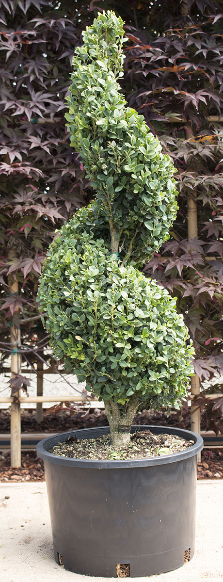 Buxus x 'Green Mountain' Spiral