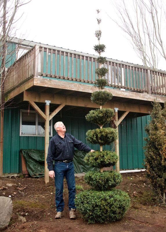 Buxus sempervirens 'Skywalker' PP22977