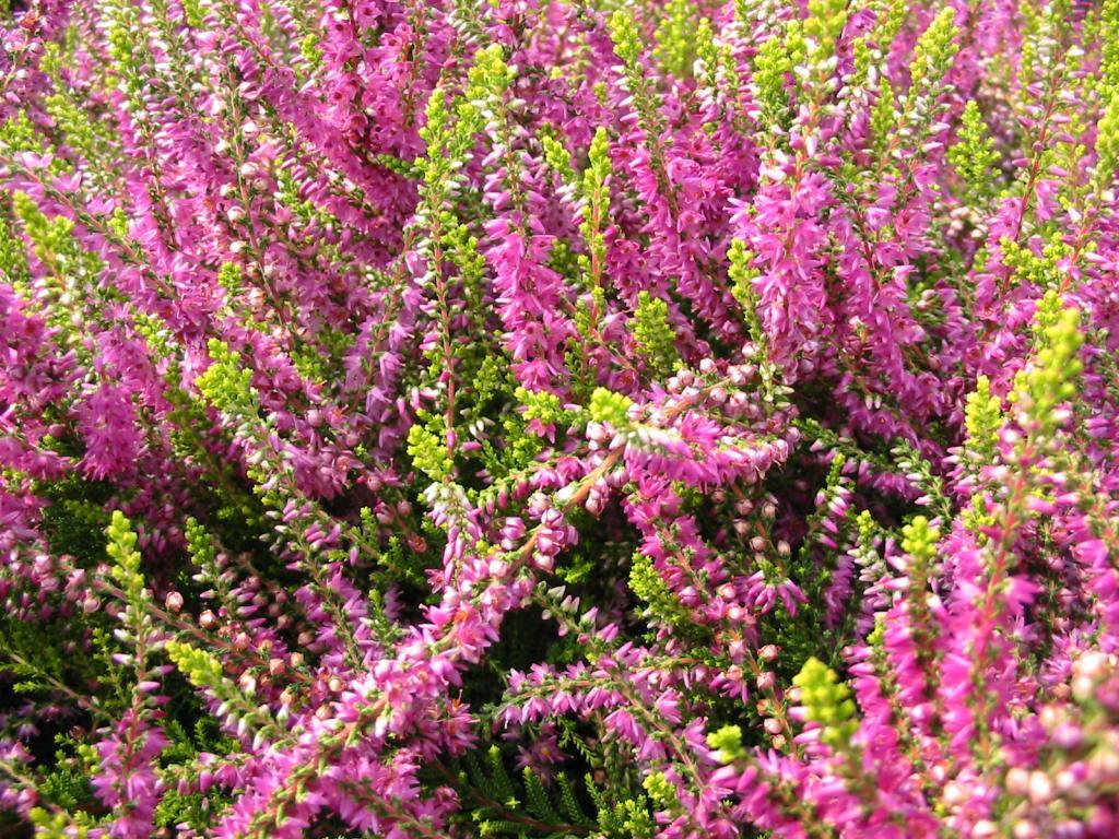 Calluna vulgaris 'Con Brio'