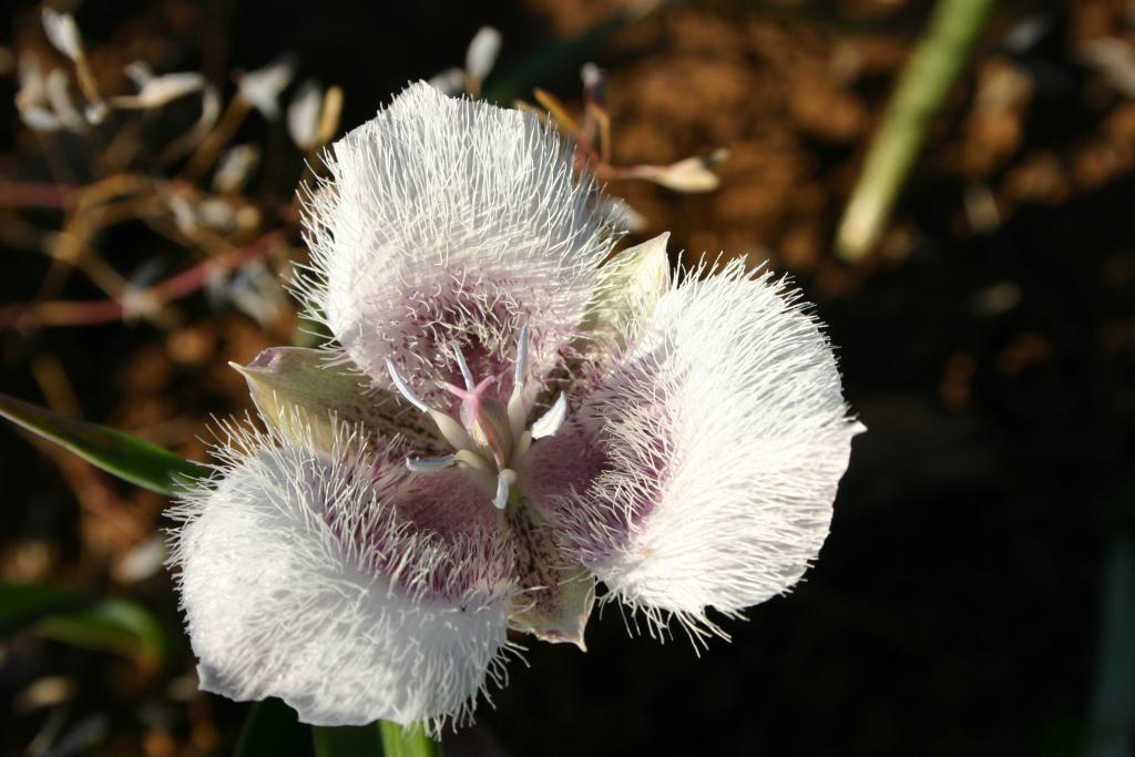 Calochortus tolmiei