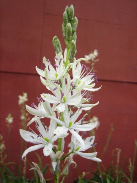 Camassia leichtlinii ssp. leichtlinii