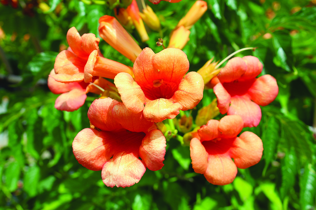 Campsis x tagliabuana 'Indian Summer'