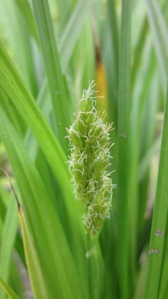 carex stipata