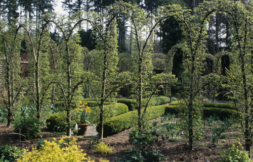 Columnar European Hornbeam