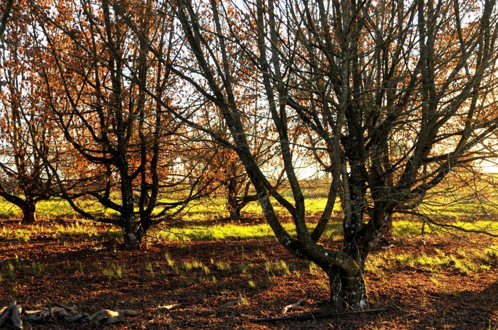 Carpinus coreana