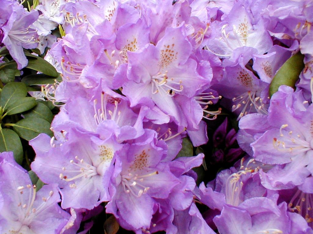 Catawbiense Grandiflorum