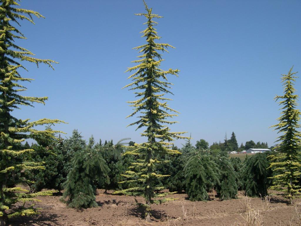 Cedrus atlantica 'Aurea'