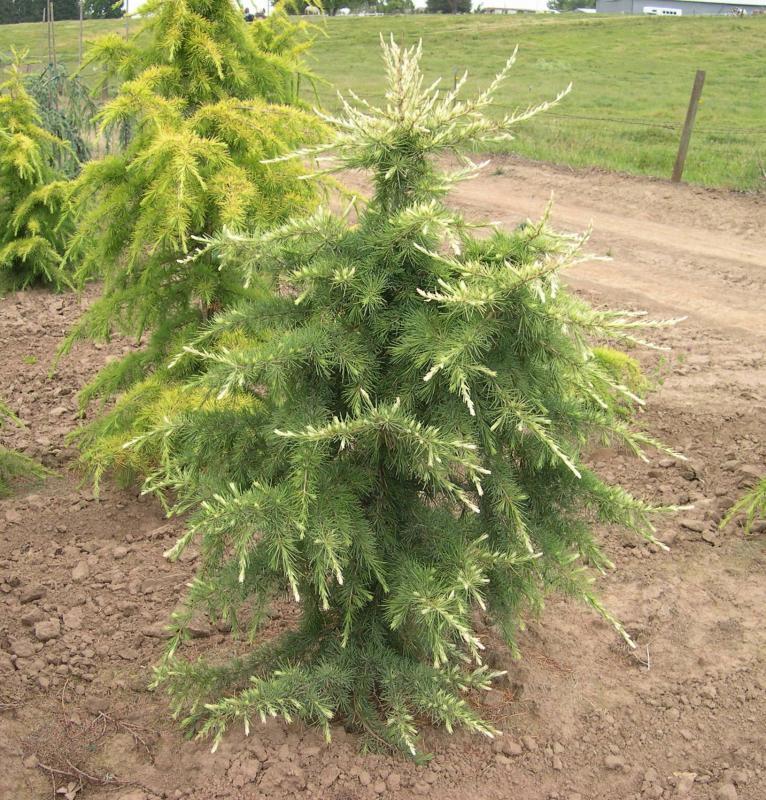 Cedrus deodara 'Albospica'