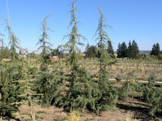 Cedrus deodara Twisted Growth