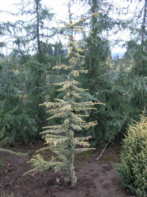 Cedrus libani Aurea Robusta