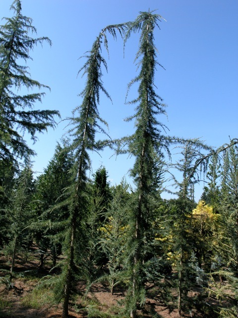 Cedrus libani 'Glauca Pendula'