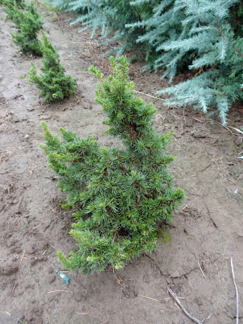 Cedrus libani Green Knight