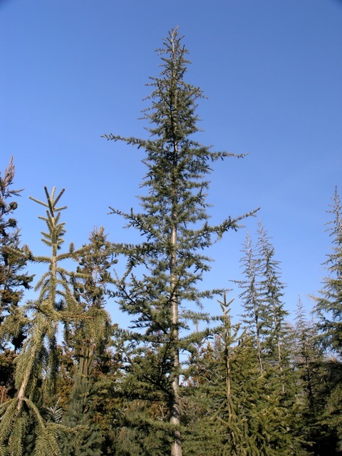 Cedrus libani 'Stenocoma'