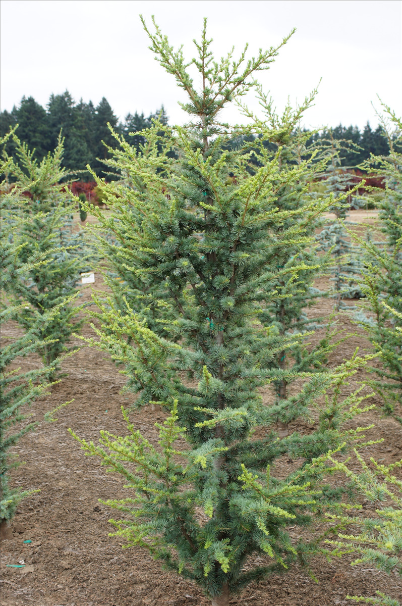 Cedrus atlantica 'Fastigiata'