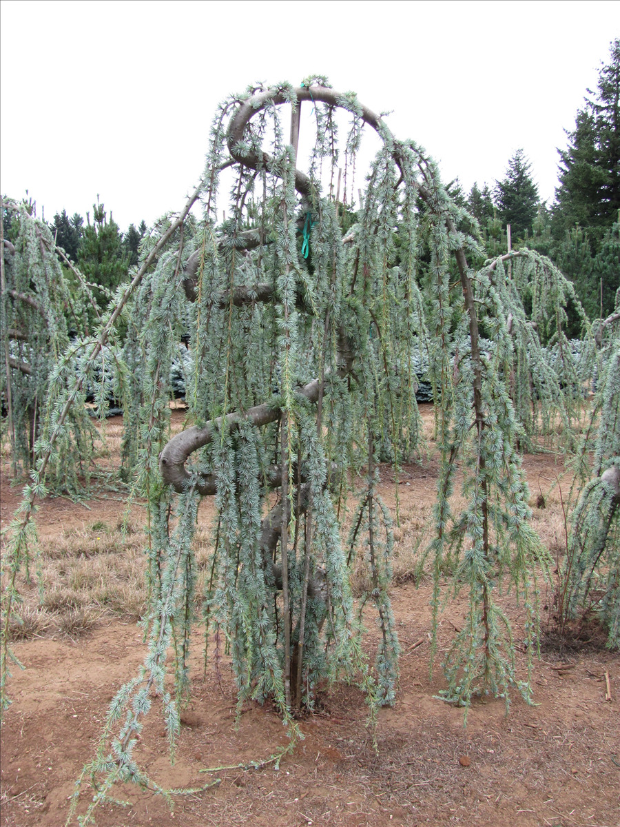 Cedrus atlantica 'Glauca Pendula'