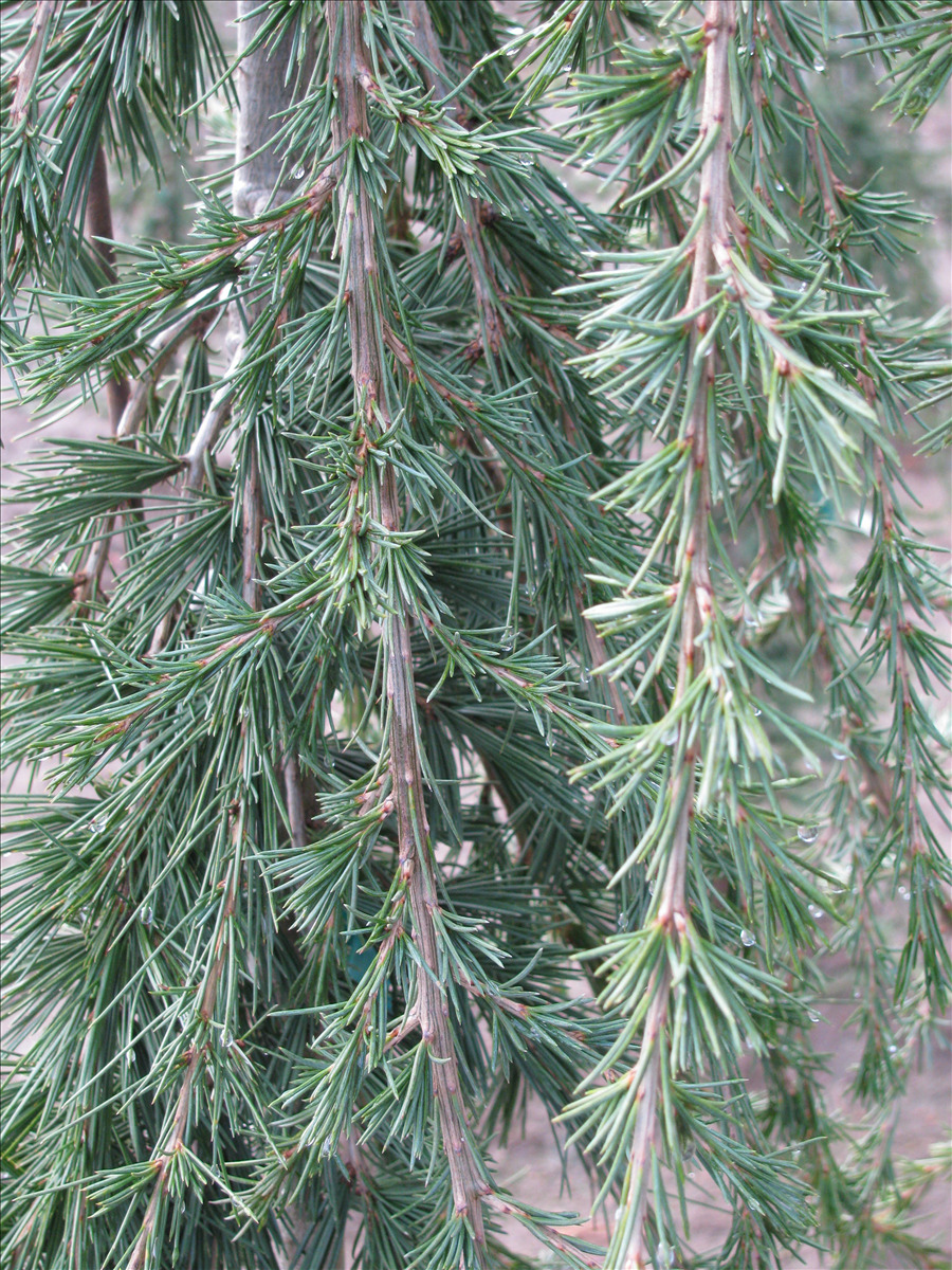 Cedrus libani 'Beacon Hill'