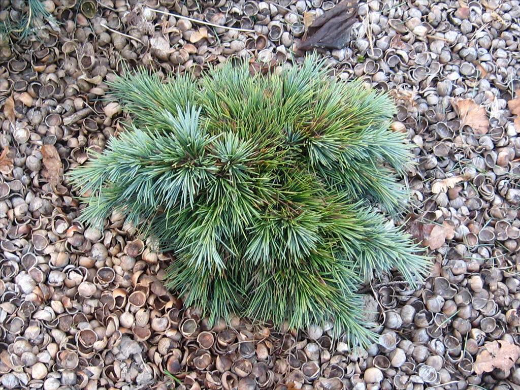 Cedrus libani 'Hedgehog'