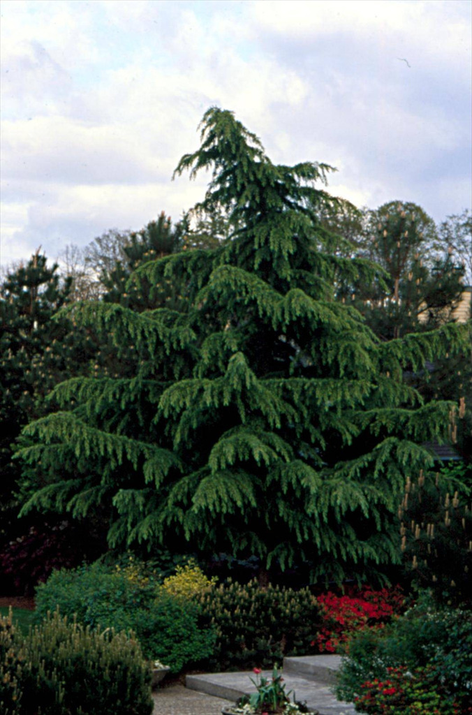 Cedrus deodara