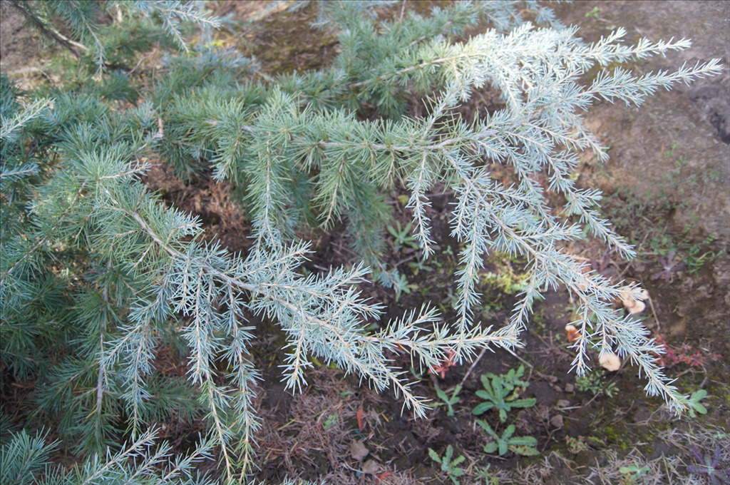 Cedrus deodara 'Eisregen'