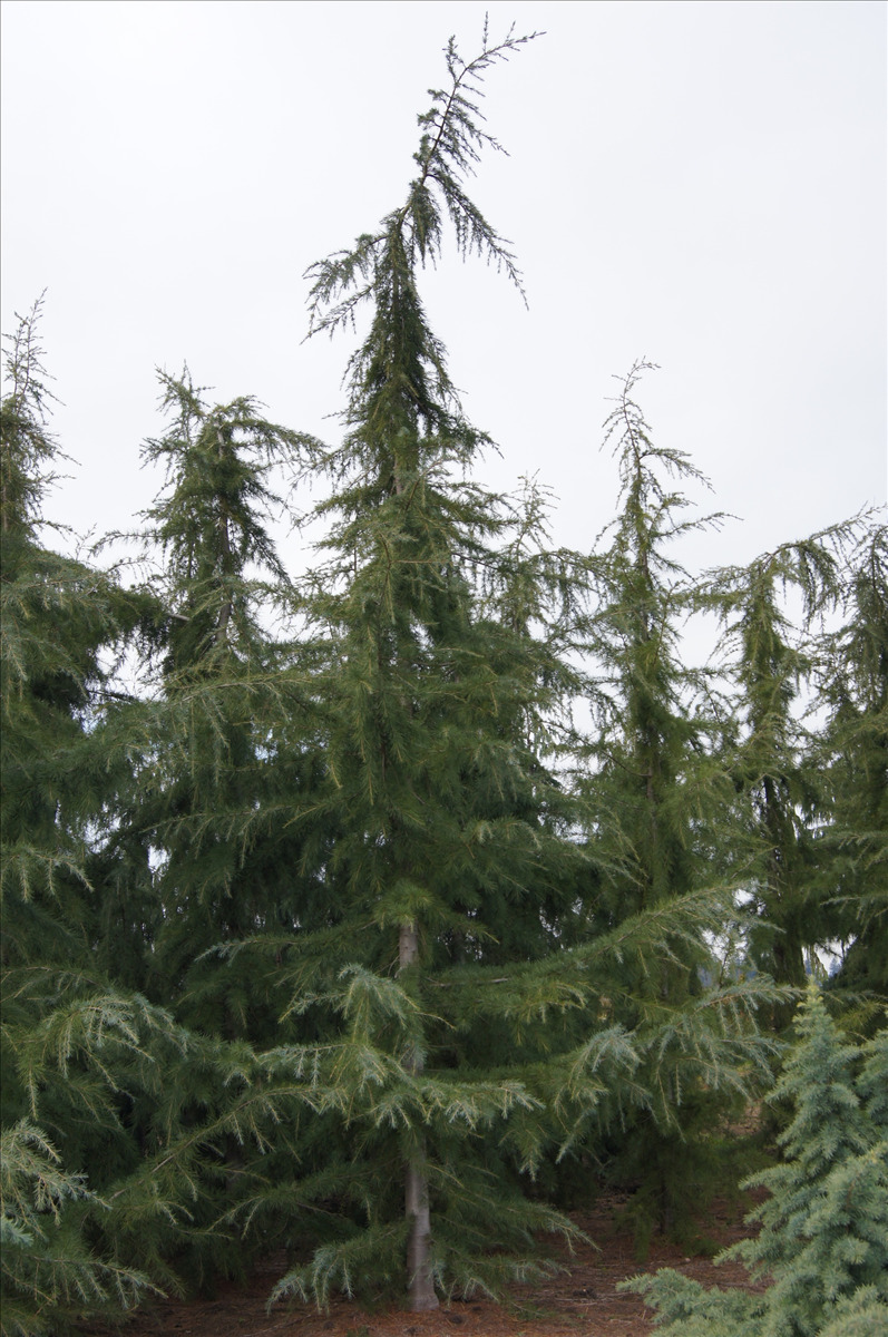 Cedrus deodara 'Kashmir'