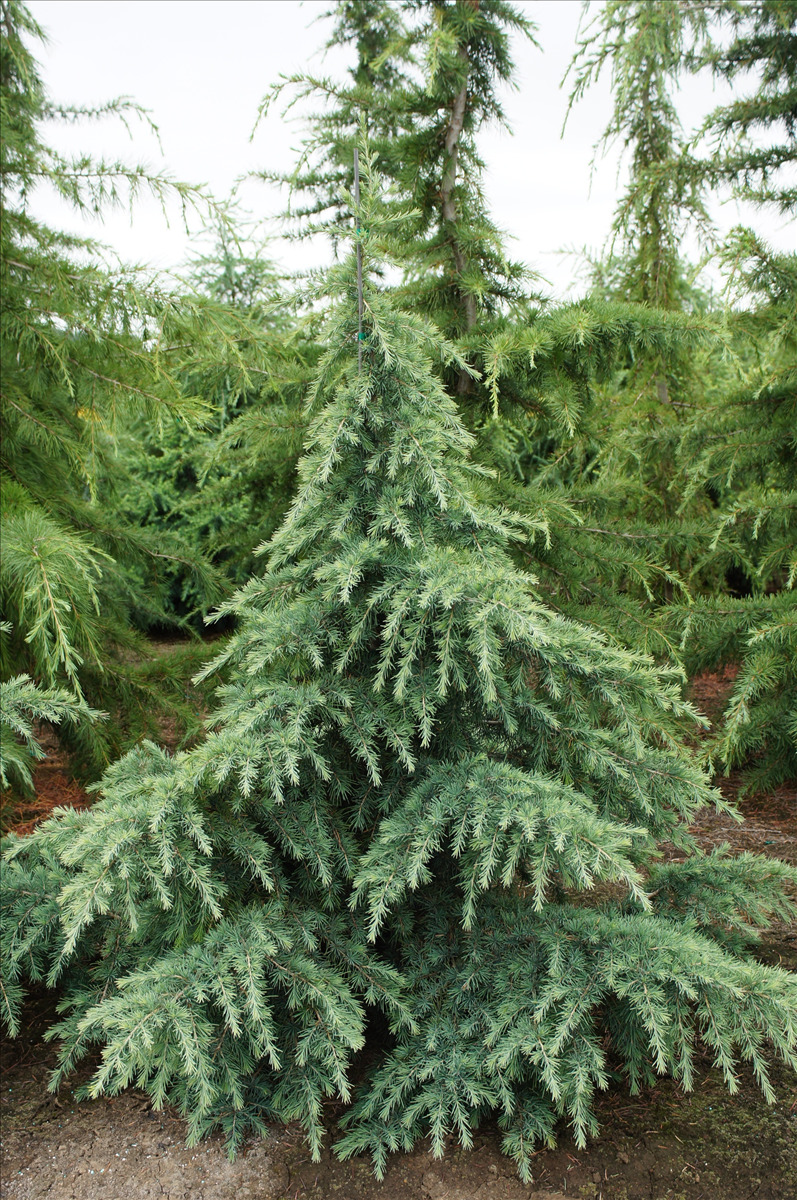 Cedrus deodara 'Prostrate Beauty'