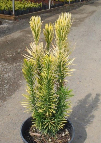 Cephalotaxus harringtonii 'Korean Gold'