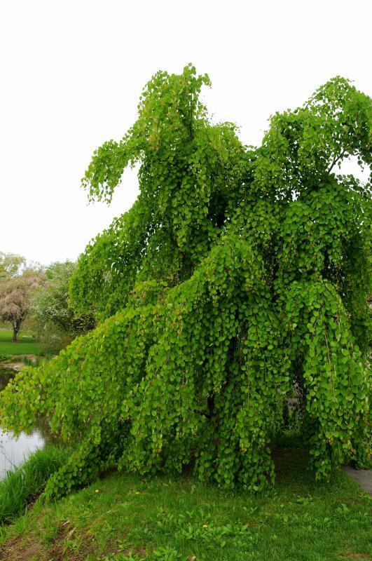Cercidiphyllum japonicum 'Morioka Weeping'