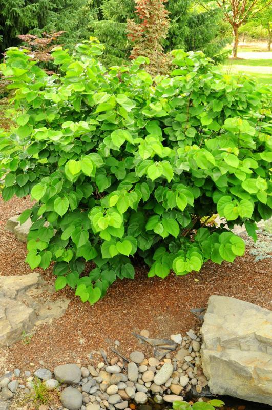 Cercis chinensis 'Avondale'