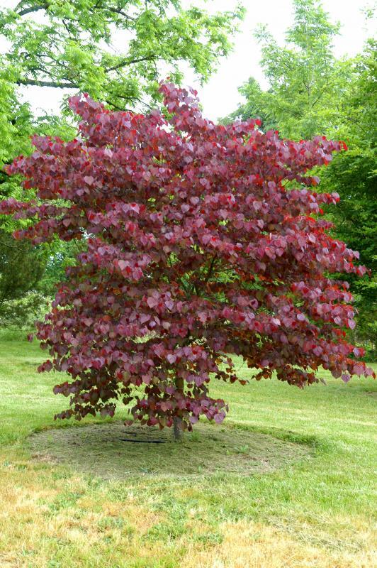Cercis canadensis 'Forest Pansy'