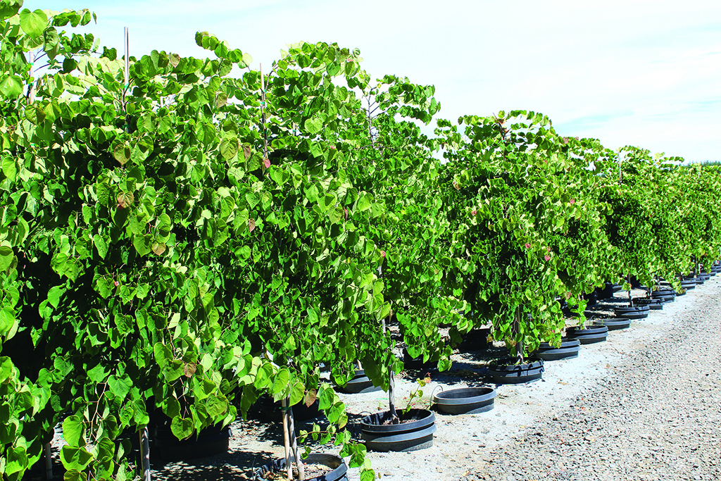 Cercis canadensis 'Pink Heartbreaker' PP23043