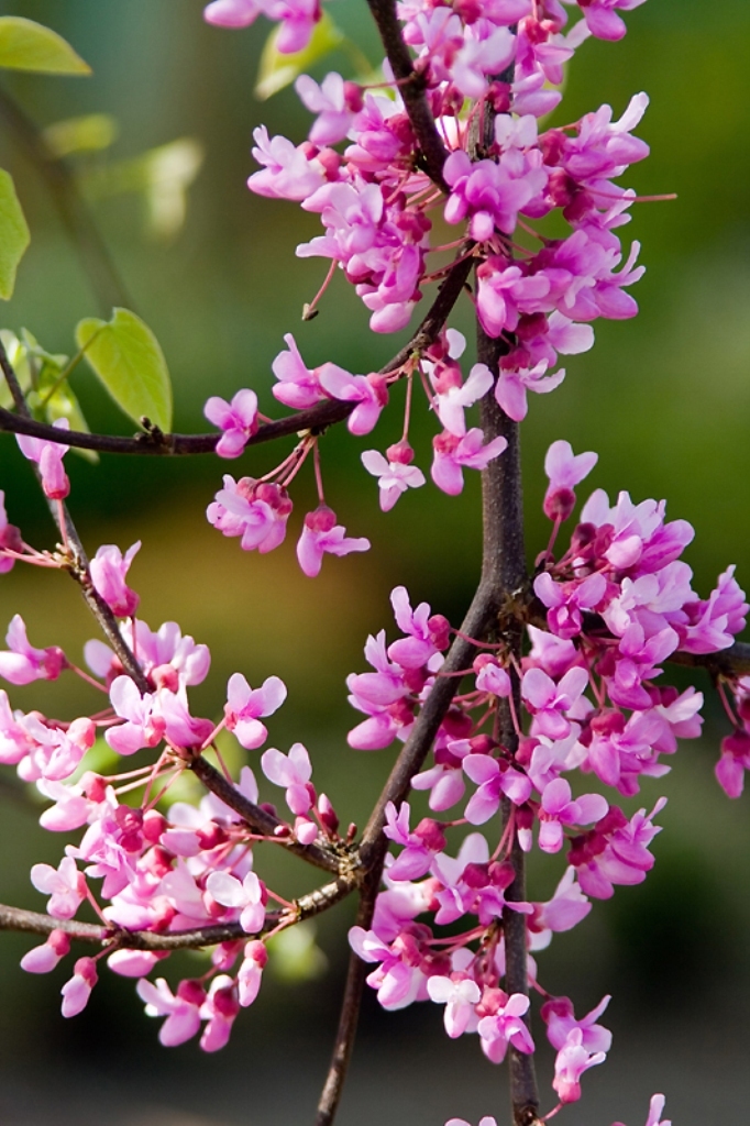 Cercis canadensis 'Covey' PP10328