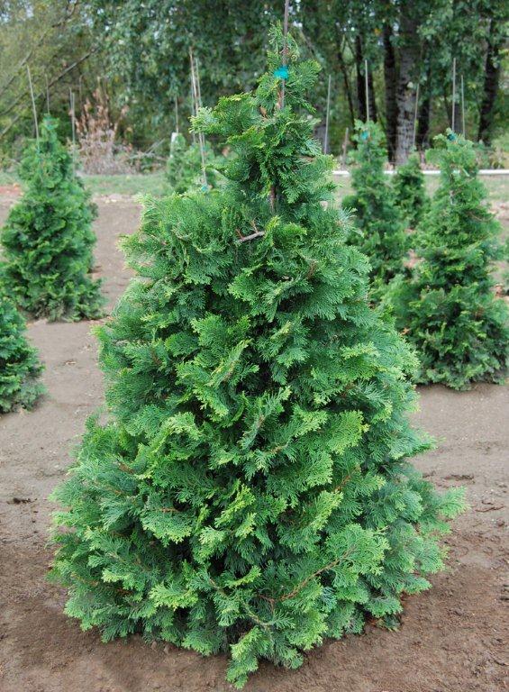 Chamaecyparis obtusa 'Compacta'