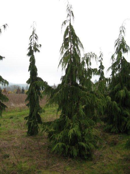 Chamaecyparis nootkatensis 'Jubilee'