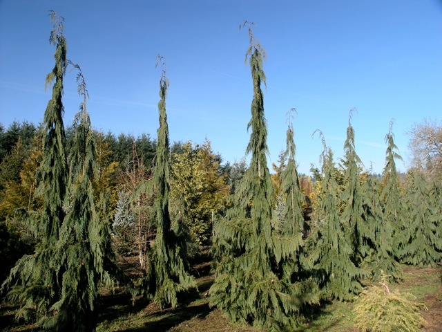 Chamaecyparis nootkatensis Green Arrow