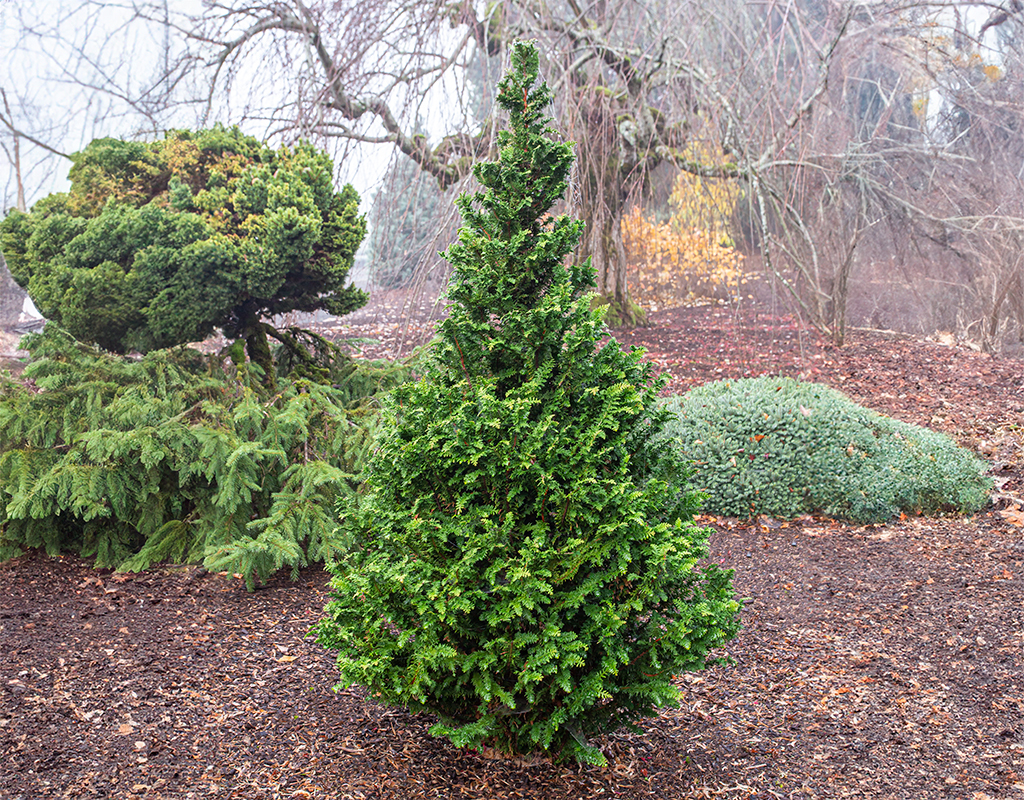 Chamaecyparis obtusa 'Filicoides Compacta' courtesy of Iseli Nursery
