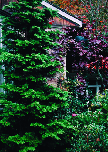 Chamaecyparis obtusa 'Gracilis'