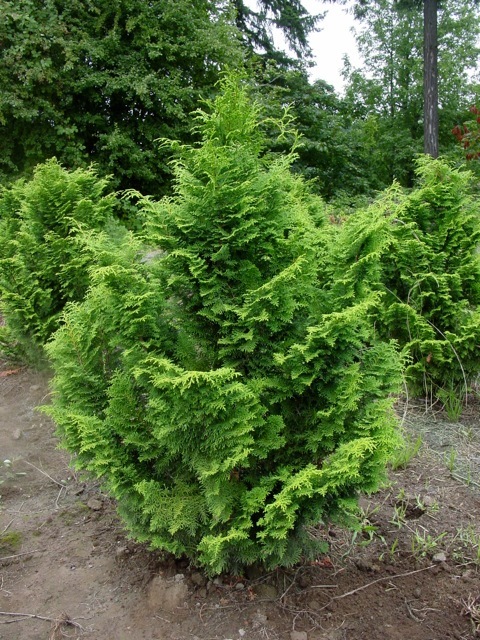 Chamaecyparis obtusa 'Graciosa'