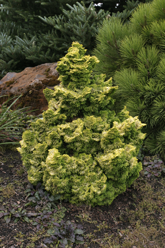 Chamaecyparis obtusa 'Nana Lutea'