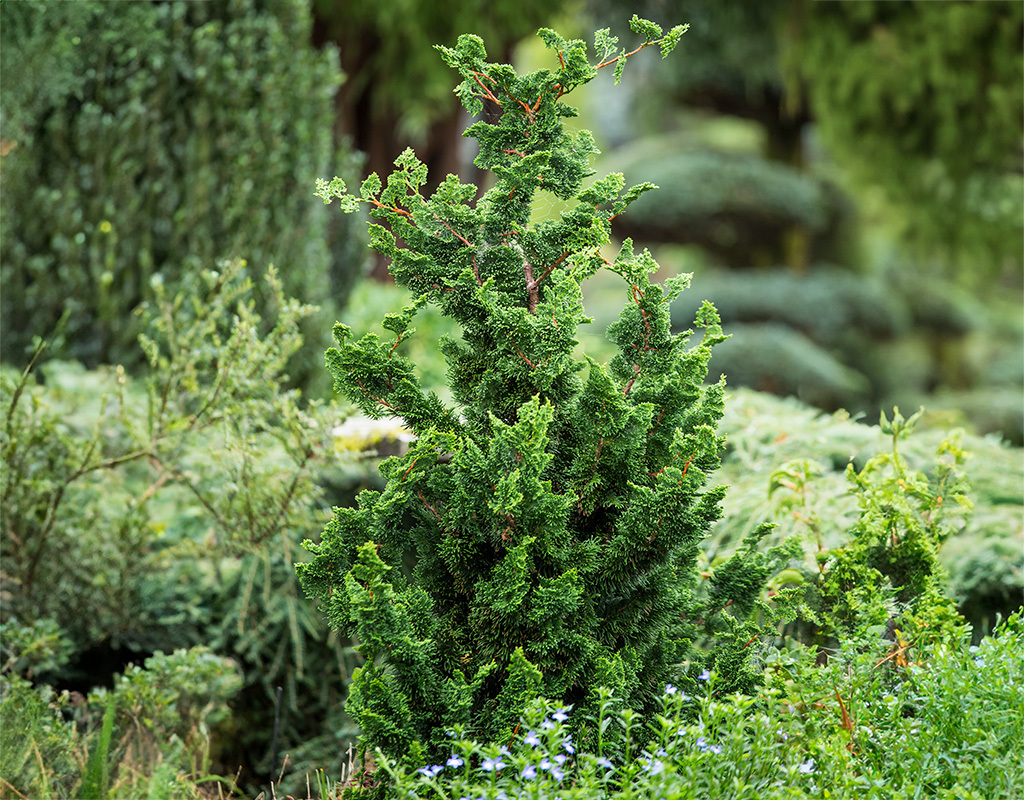 Chamaecyparis obtusa 'Thoweil' courtesy of Iseli Nursery