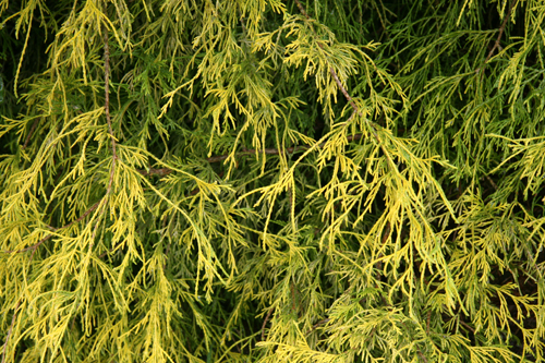  Outstanding Qualities  This hardy evergreen conifer forms a delicate, golden lacey mound in the garden. The new growth emerges bright golden yellow and holds the color throughout the growing season before gradually fading in autumn. Older foliage pr