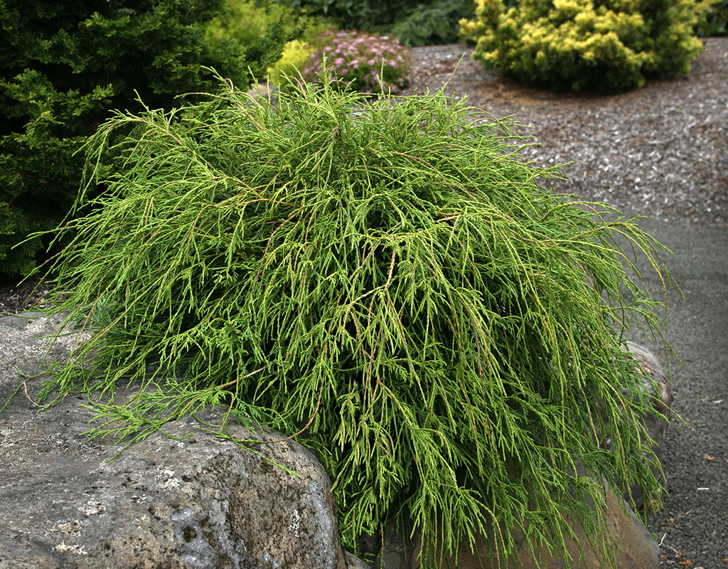 Chamaecyparis pisifera 'Filifera' courtesy of Iseli Nursery