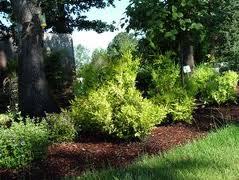 Chamaecyparis pisifera 'Vintage Gold'