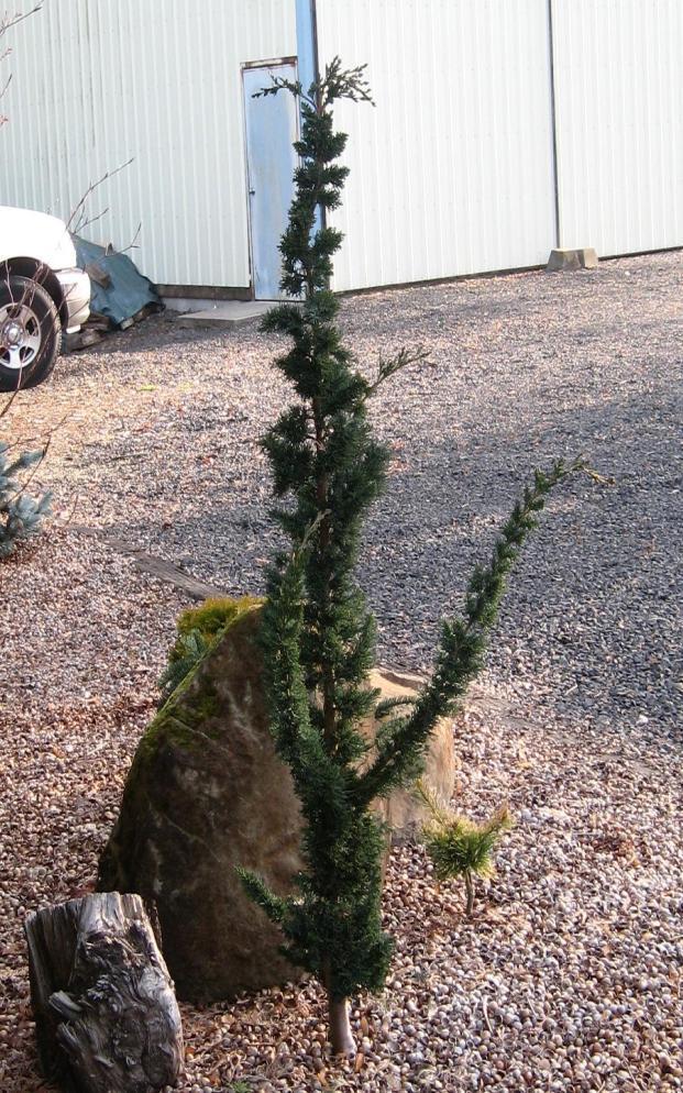 Chamaecyparis lawsoniana 'Wissel's Saguro'